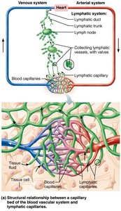 Structural relationship between a capillary bed of the blood vascular system and lymphatic capillaries