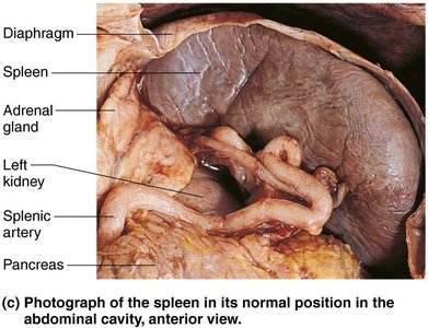 Photograph of the spleen in its normal position in the abdominal cavity, anterior view