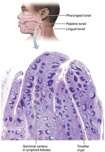 Histology of the palatine tonsil