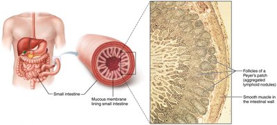 Peyer's patch (aggregated lymphoid nodules)