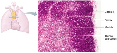 The thymus