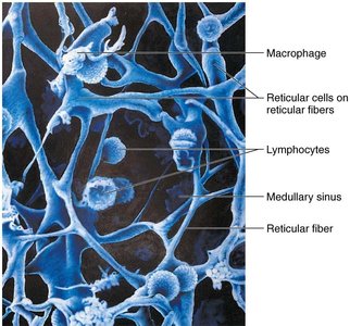 Reticular connective tissue in a human lymph node