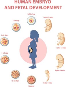 Human embryo and fetal development stages
