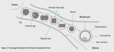Egg to blastocyst in female reproductive tract