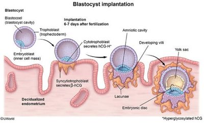 Blastocyst implantation process