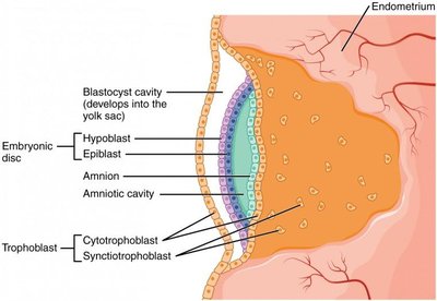 Embryonic disc and membrane development