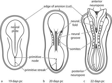 Chorionic villi and placenta in uterus