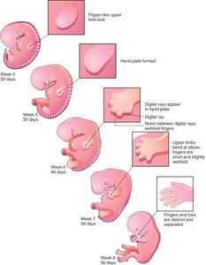 Placental blood flow and chorionic villi