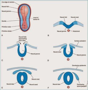 Embryonic limb development and milestones
