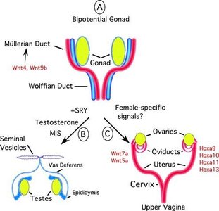 Embryonic folding and gut development