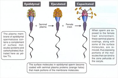 Stages of sperm capacitation