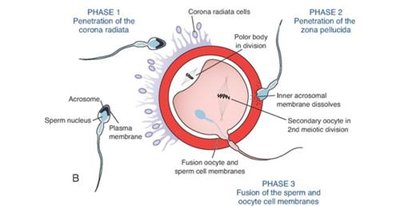 Phases of sperm penetration into oocyte