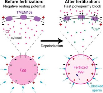 Depolarization and fast polyspermy block