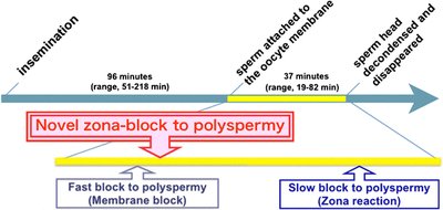 Timeline and mechanisms of polyspermy block