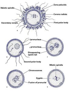 Stages of zygote formation and pronuclei fusion