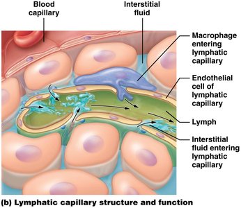 Lymphatic capillary structure and function