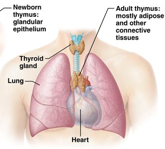 Structure of adult thymus