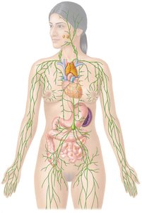 Diagram of lymphatic system in human body