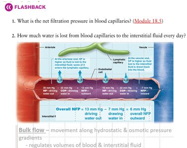 Net filtration pressure in blood capillaries