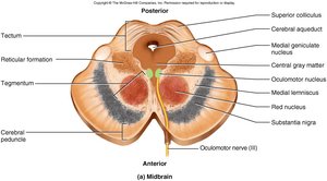 Cross section of the midbrain showing labeled structures