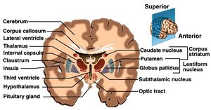 Coronal section of the brain showing the basal nuclei