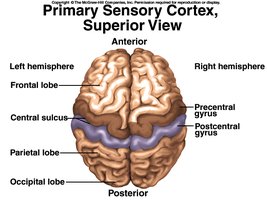 Primary sensory cortex, superior view
