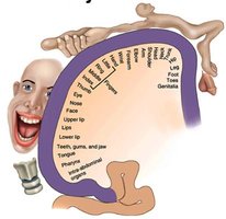 Sensory homunculus diagram