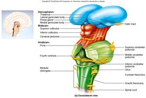 Dorsal view of the brainstem showing colliculi and major brainstem structures