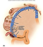 Motor homunculus diagram