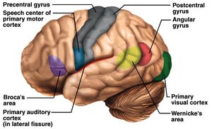 Language centers of the brain