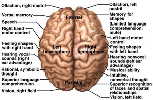 Cerebral lateralization functions