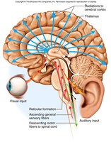 Diagram showing the reticular formation and its connections