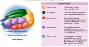 Diagram of the thalamic nuclei and their functions