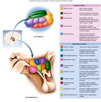 Diagram of the hypothalamic nuclei and their functions