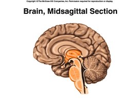Midsagittal section of the brain showing the diencephalon