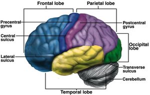 Lateral view of the brain showing the lobes