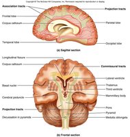 Diagram of association, commissural, and projection tracts in the brain