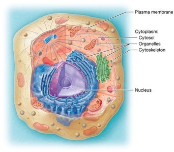 Diagram of a typical animal cell showing plasma membrane, cytoplasm, organelles, cytoskeleton, and nucleus