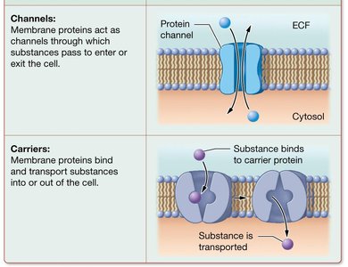 Diagram showing channels and carriers in the plasma membrane