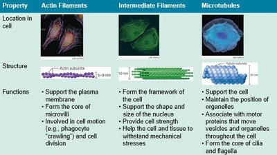 Table comparing cilia and flagella