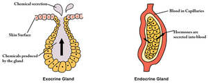 Comparison of exocrine and endocrine glands
