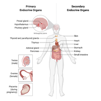 Primary and secondary endocrine organs in the human body