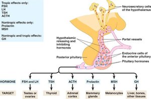 Pituitary gland structure and hormone targets
