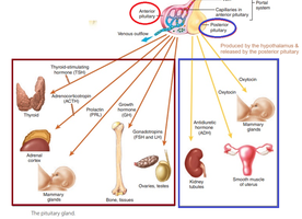 Pituitary gland hormone targets and effects