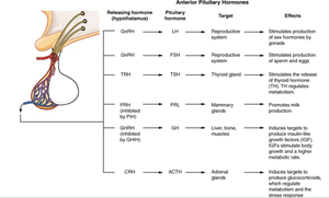 Anterior pituitary hormone regulation and effects