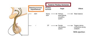 Posterior pituitary hormone regulation and effects