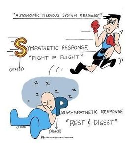 Autonomic nervous system response: sympathetic vs. parasympathetic