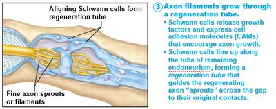 Axon filaments grow through a regeneration tube