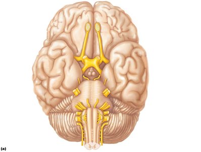 Location and function of cranial nerves
