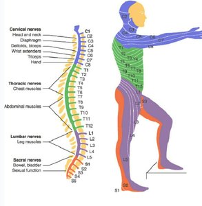Spinal nerves and their functions